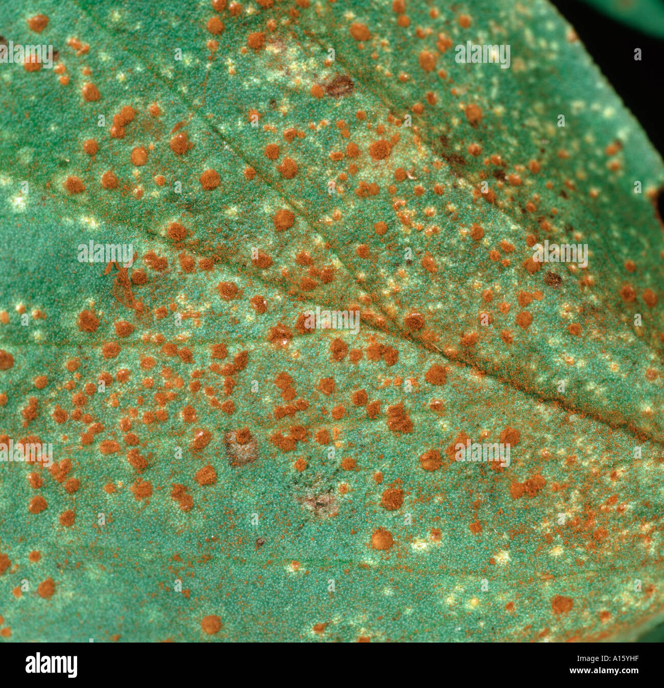 Broad bean rust uromyces fabae hires stock photography and images Alamy