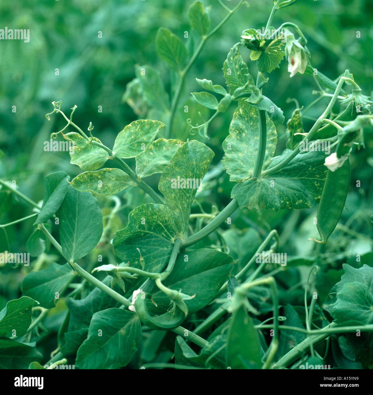 Pemv pea enation mosaic virus hi-res stock photography and images - Alamy
