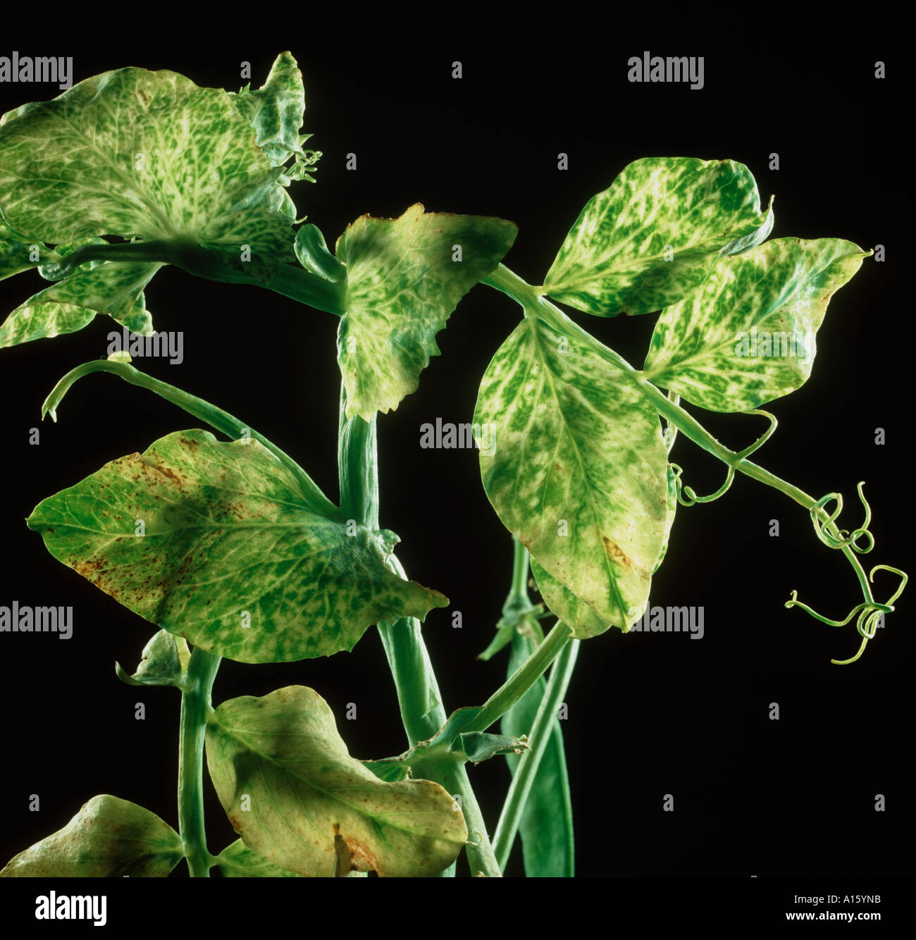 PEMV Pea enation mosaic virus chlorotic islands Stock Photo - Alamy