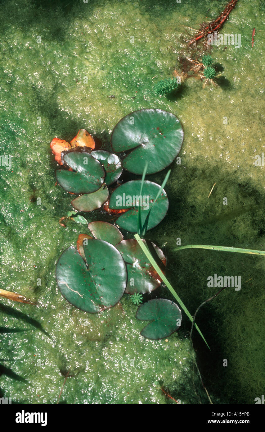 Garden ornamental pond with blanket weed and lily pads Stock Photo Alamy