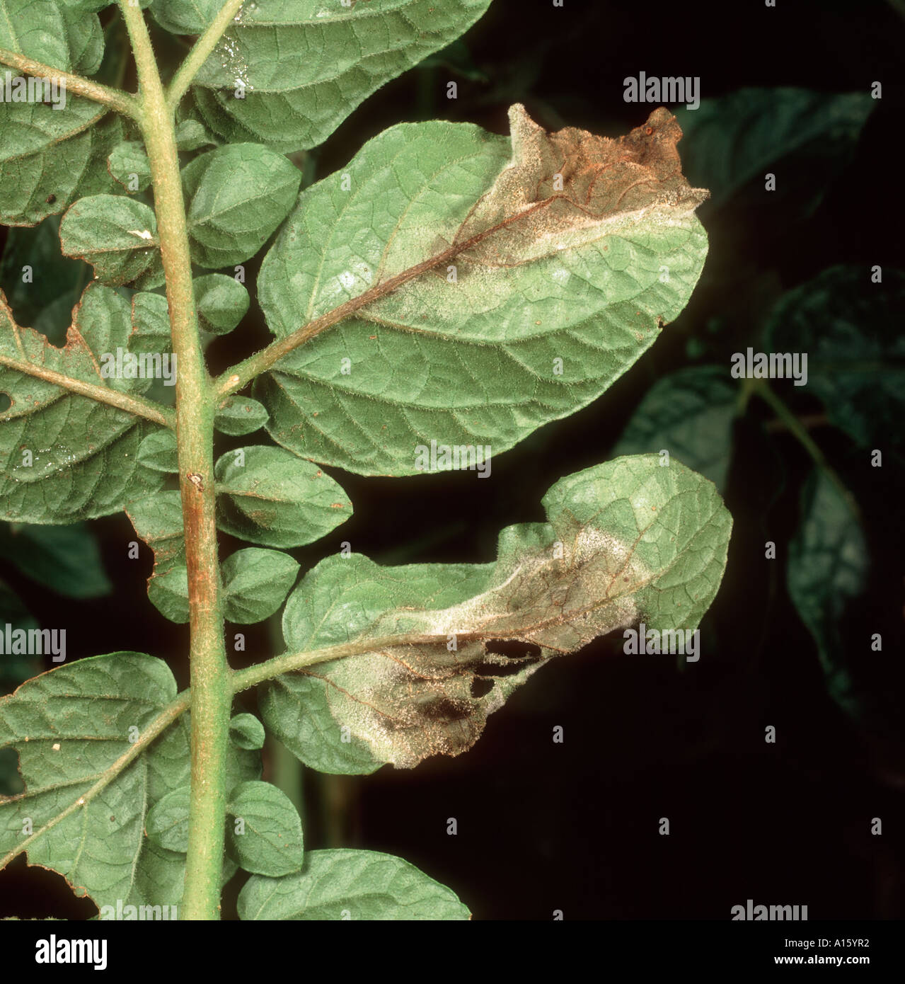 Potato late blight Phytophthora infestans mycelium and lesions on potato leaf underside Stock Photo