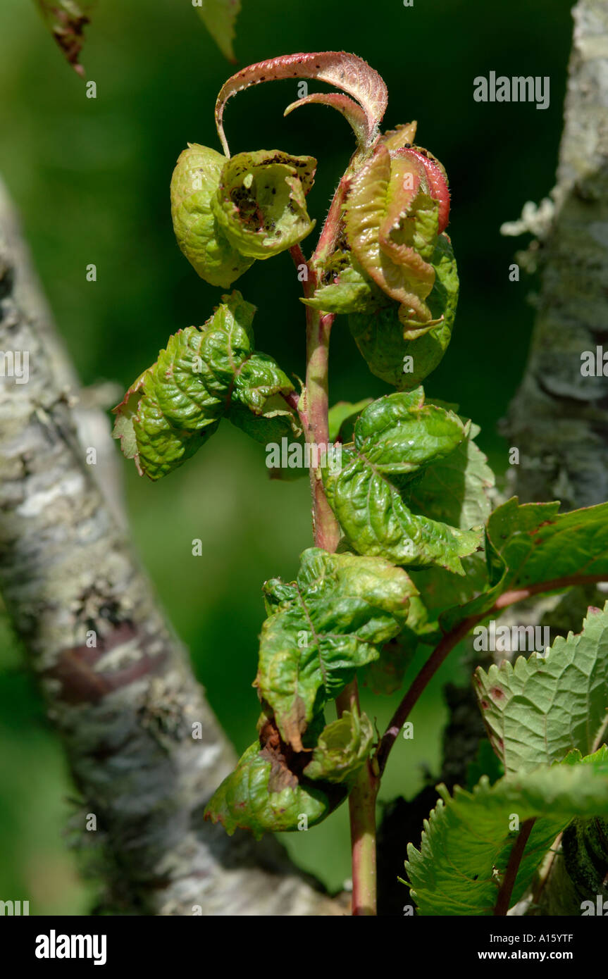Leaf curling damage to cherry caused by cherry blackfly Myzus cerasi Stock Photo