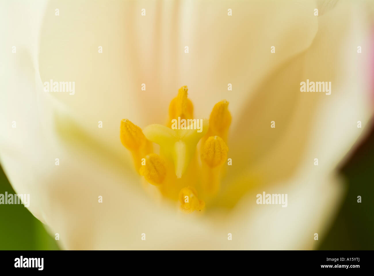 White Tulip close up Tulipa Stock Photo - Alamy