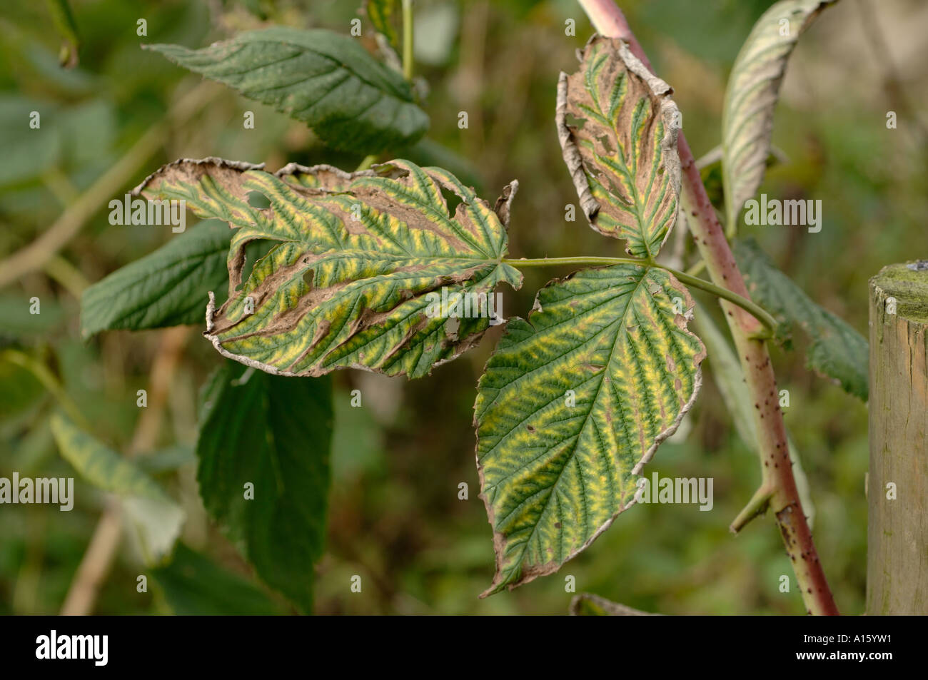Contamination damage to raspberry leaves caused by glyphosate weedkiller contact Stock Photo