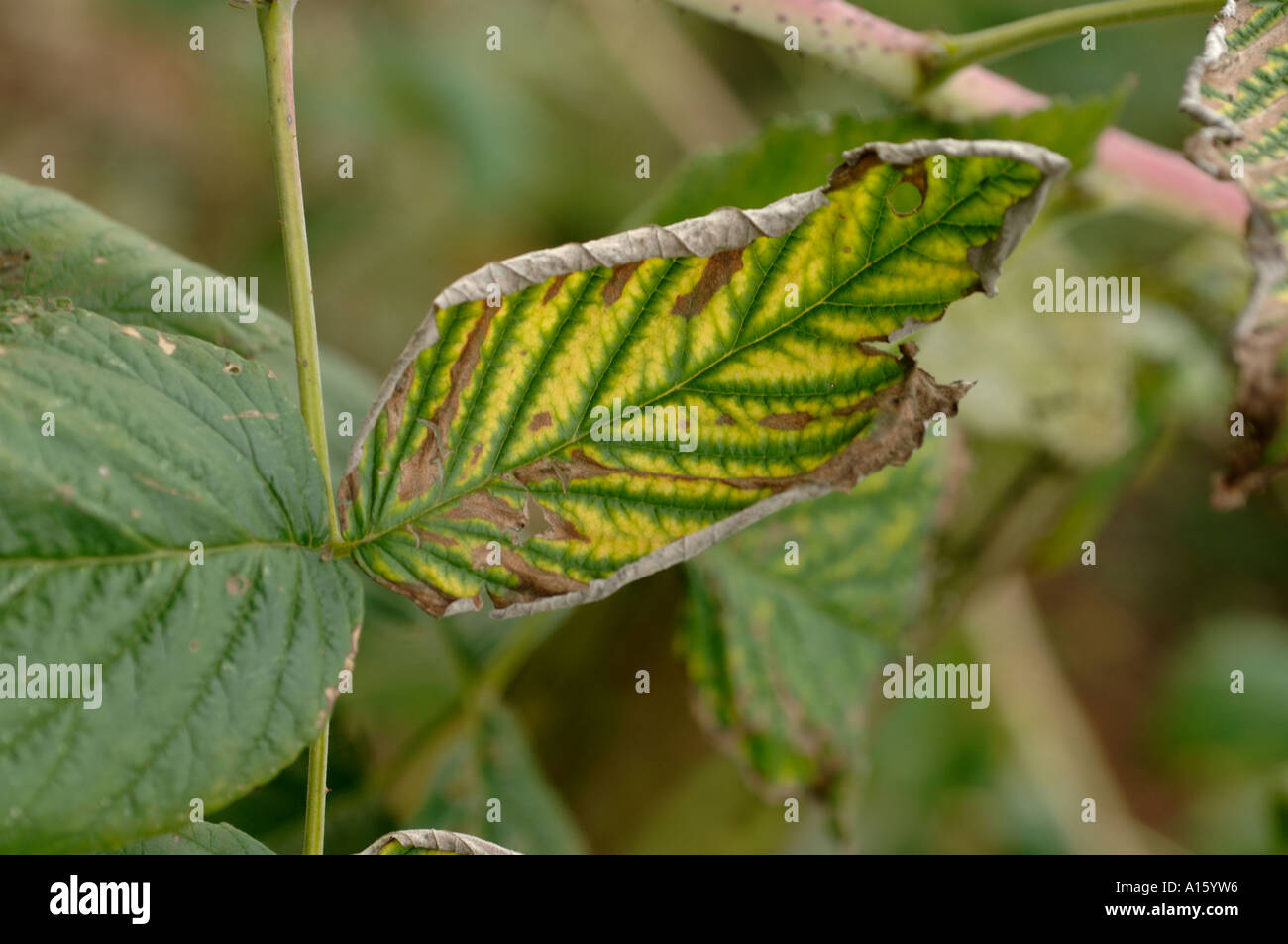 Contamination damage to raspberry leaves caused by glyphosate weedkiller contact Stock Photo