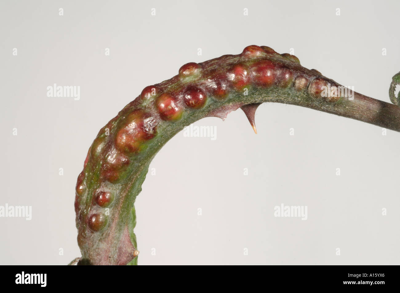 Blackberry gall hires stock photography and images Alamy