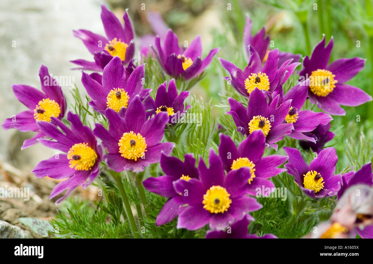 Pasque flowers Pulsatilla vulgaris Stock Photo Alamy