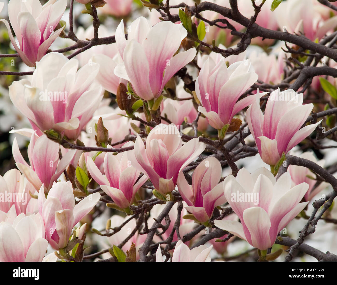 Magnolia Rosa Pink Magnolia soulangiana flowers blooming Stock Photo - Alamy
