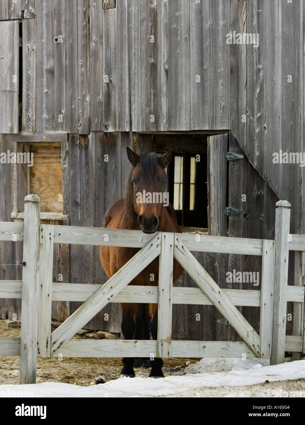 A horse in front of a rustic barn Stock Photo