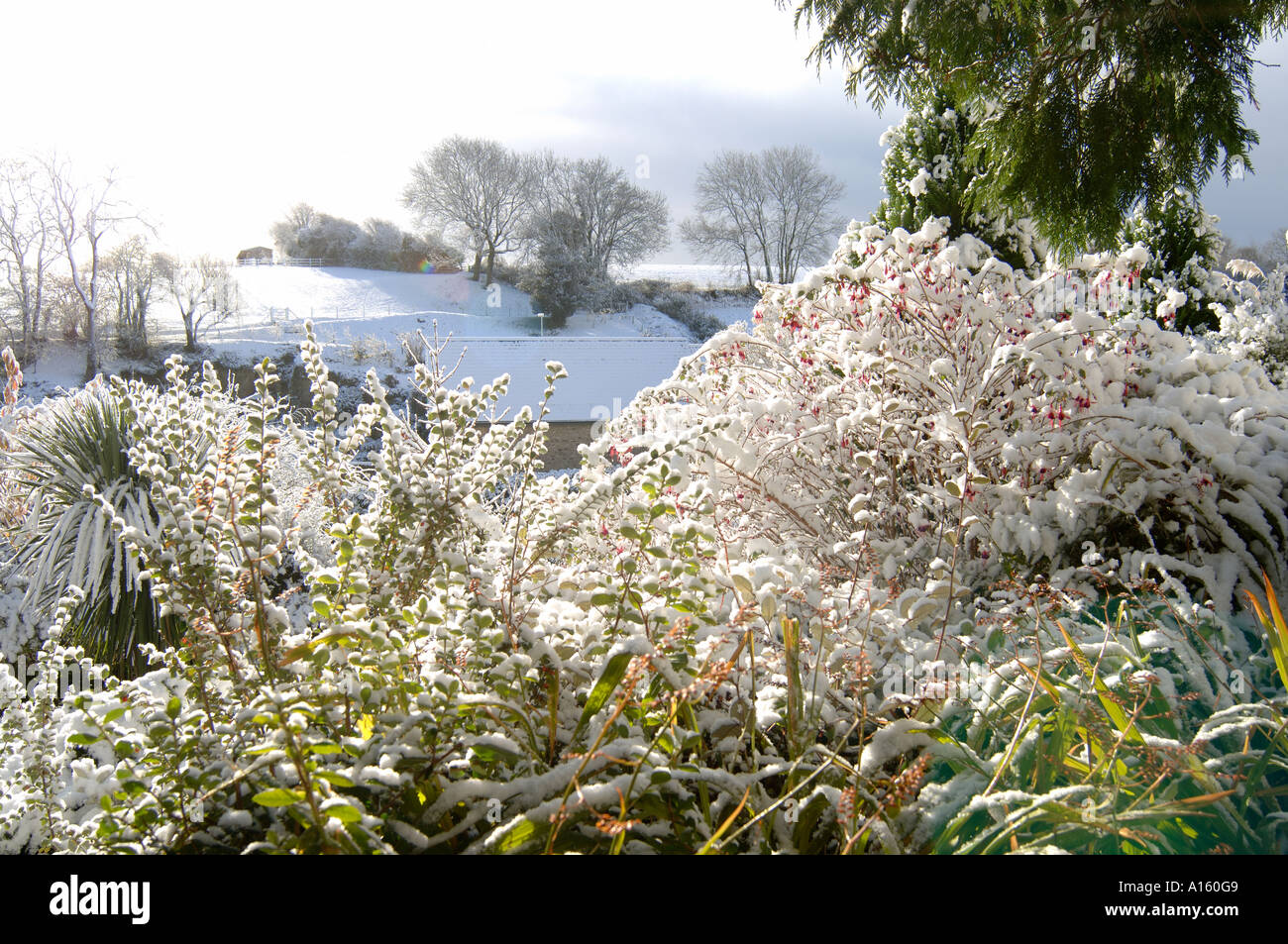 Garden shrubs including flowering Fuchsia under heavy snow backlit by