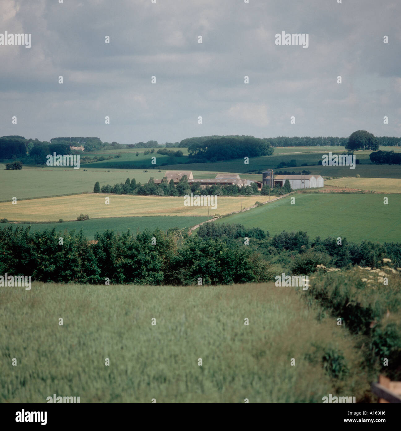 View over Gloucestershire farmland with cereals hedgerows and farm buildings Stock Photo