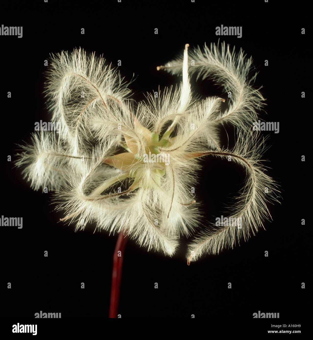 Seedhead of an ornamental clematis with feathery seed appendages Stock Photo