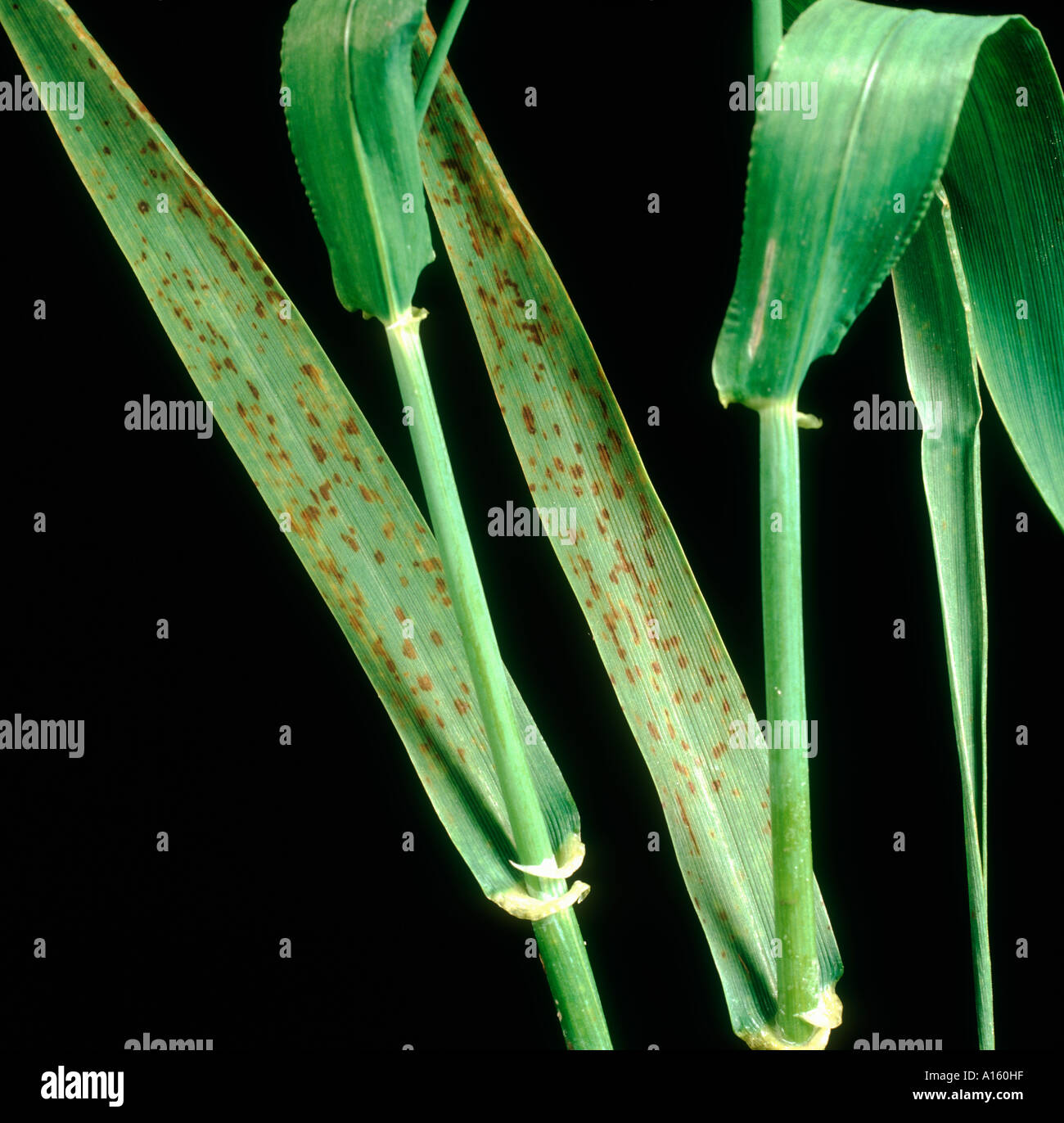 Manganese deficiency spotting necrosis symptoms on barley leaves Stock Photo