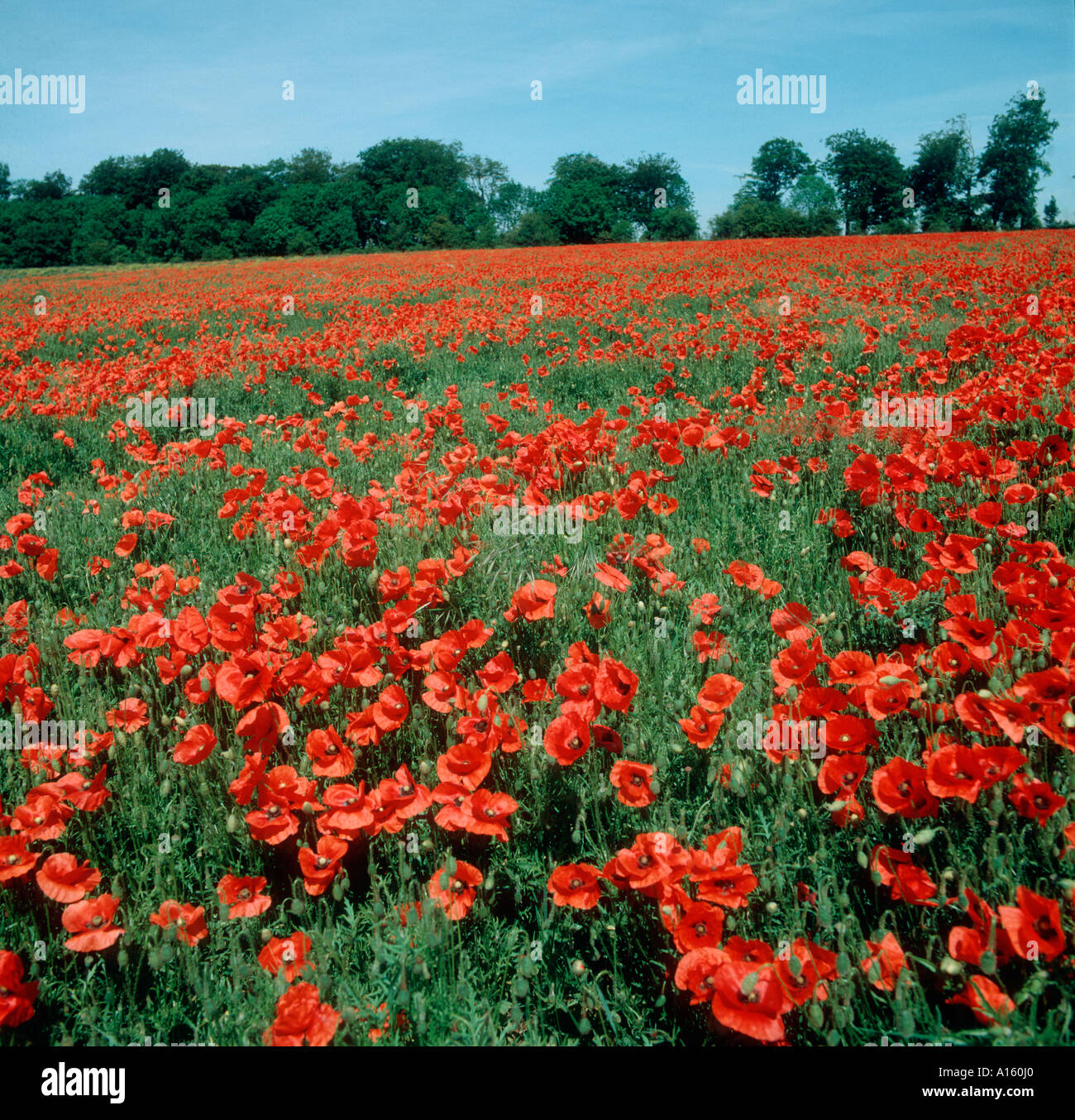 Corn poppies Papaver rhoeas flowering in large numbers in a set aside field Stock Photo