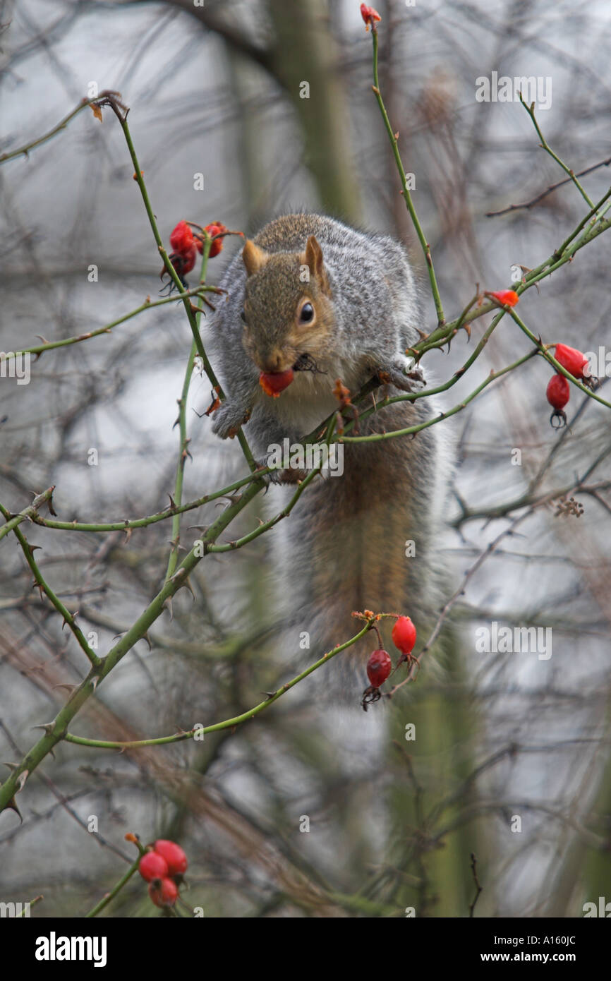 Grey Squirrel Sciurus carolinensis on Dog Rose Rosa Canina eating rosehips London UK winter