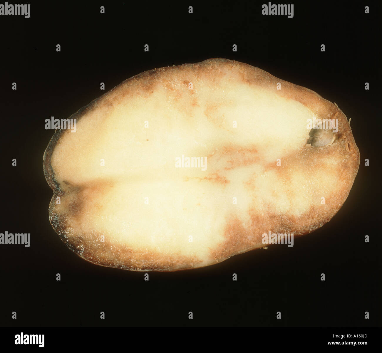 Late blight Phytophthora infestans damage to potato flesh shown in cross section Stock Photo