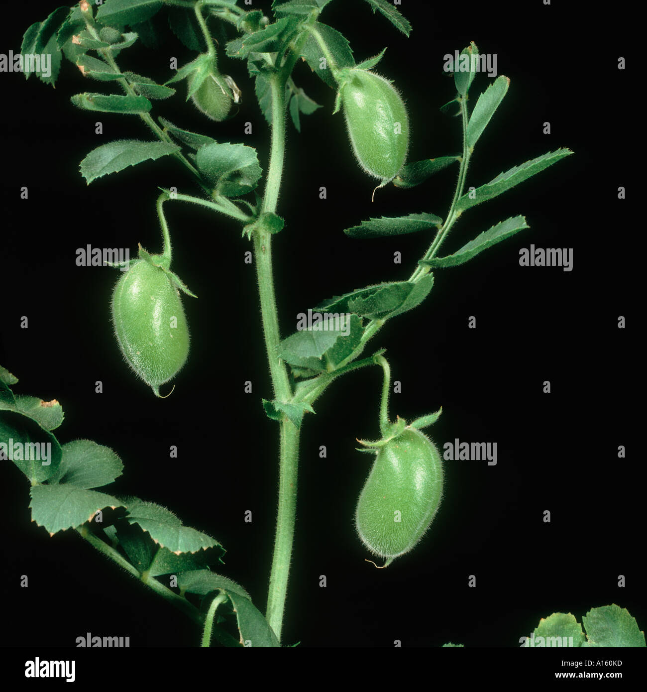 Chickpea Cicer arietinum pods variety Tyson Stock Photo
