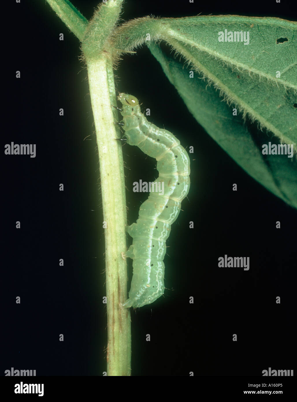 Caterpillar Looper Pest Insect Stock Photos & Caterpillar Looper Pest Insect Stock Images Alamy