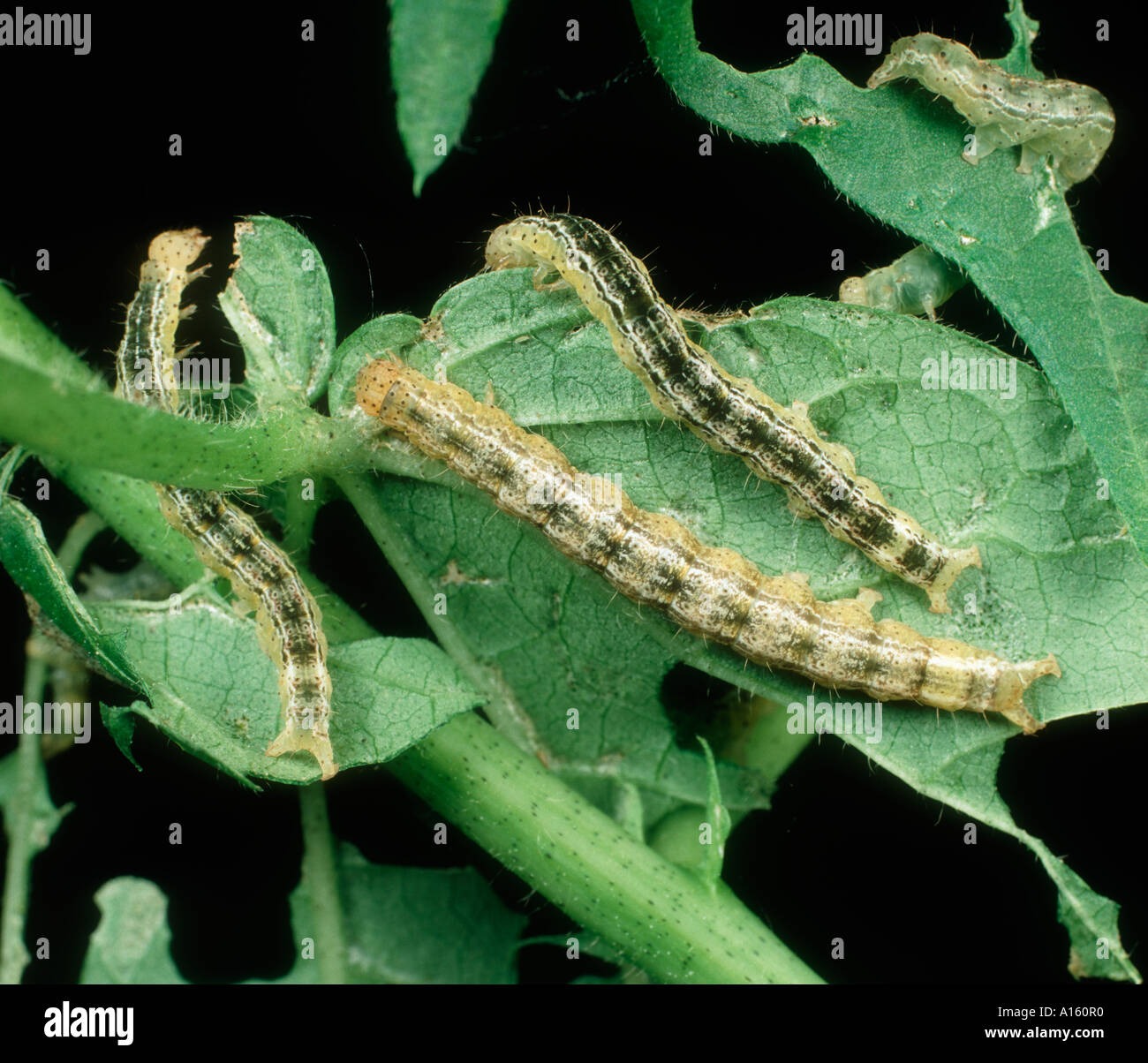 Cotton semi looper Anomis sp caterpillars on damaged cotton leaf Stock Photo