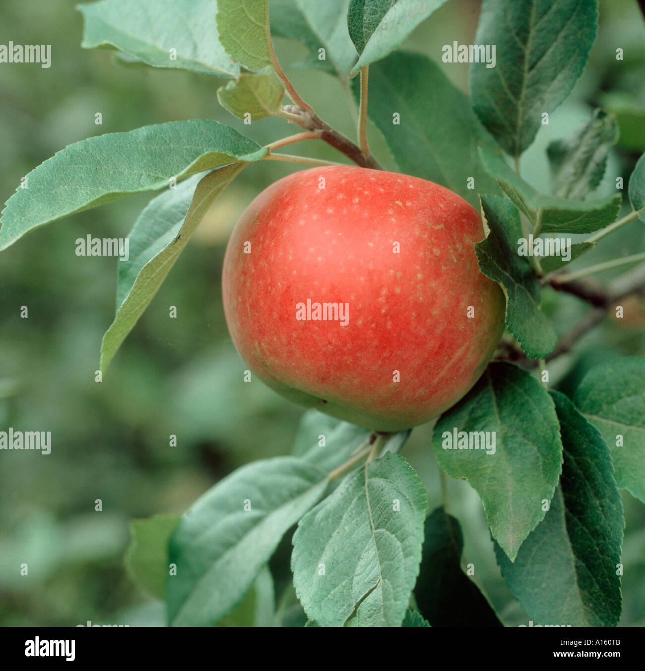 Ripe red Discovery apple on the tree before picking Stock Photo