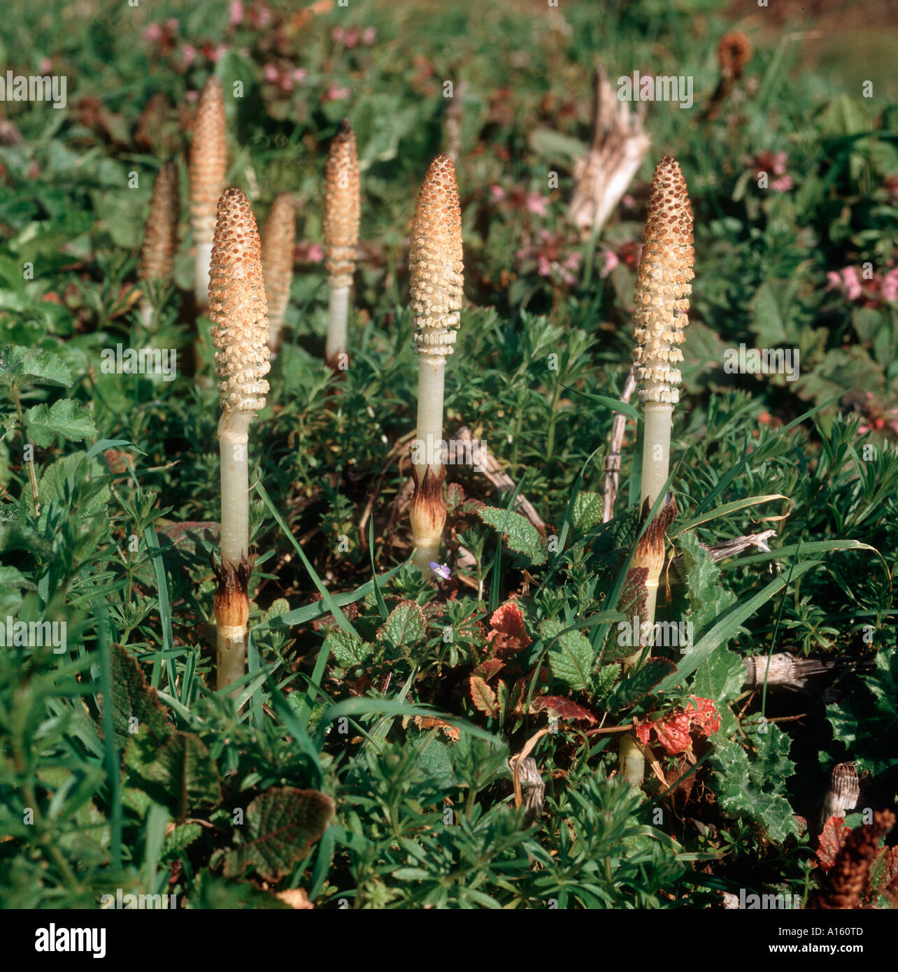 Plant Spore