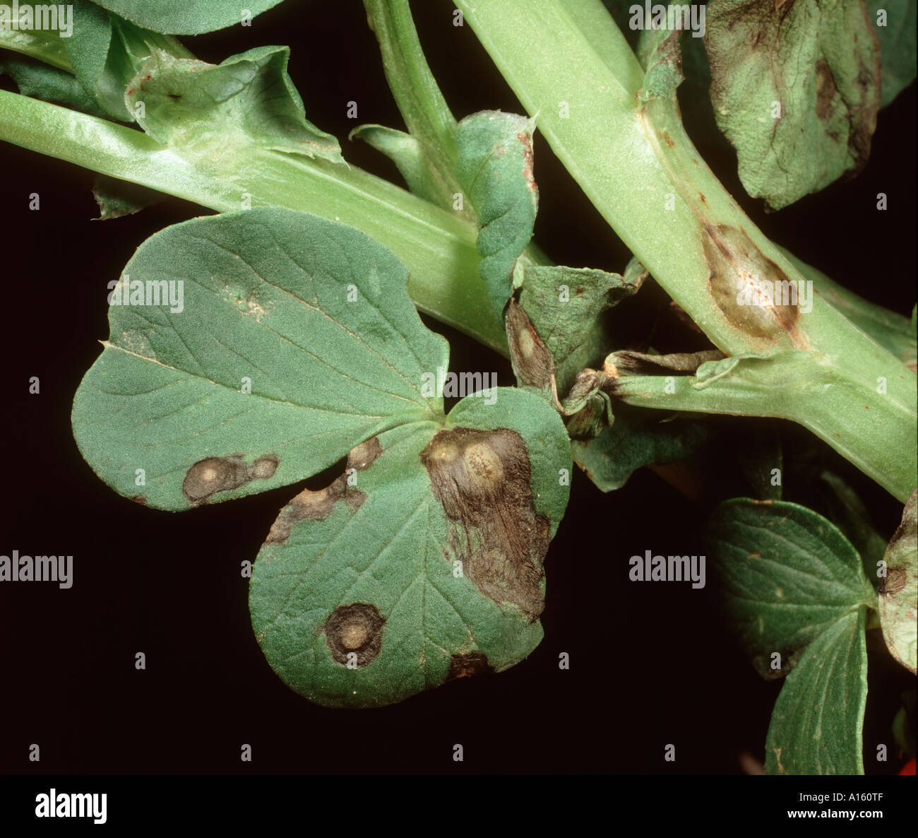 Ascochyta leaf spot (Ascochyta fabae) lesions on field bean leaves stem Stock Photo