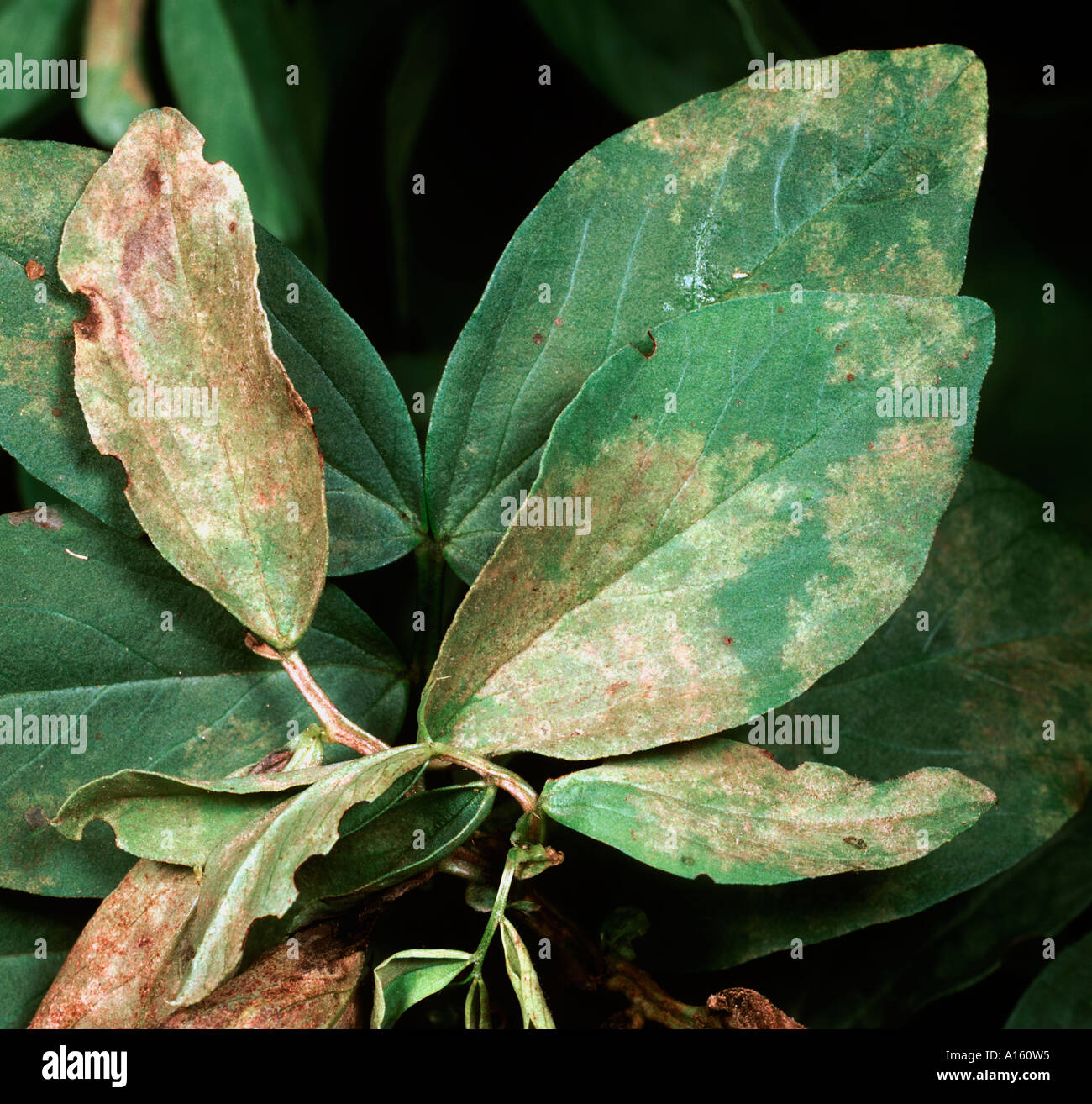 Downy mildew Peronospora viciae lesions on field bean leaves Stock Photo