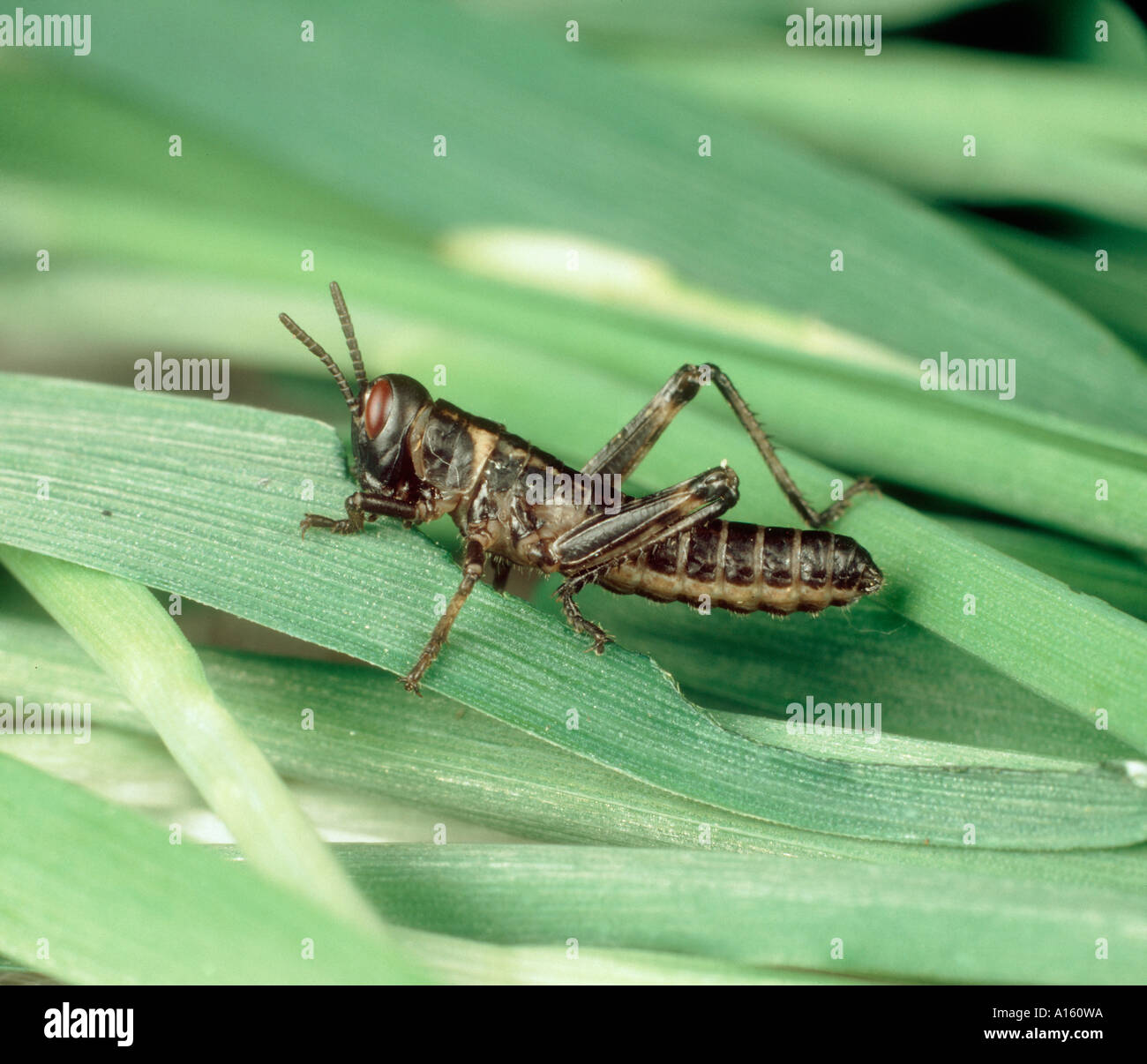 Desert locust Schistocerca gregaria hopper nymph on cereal leaves Stock Photo