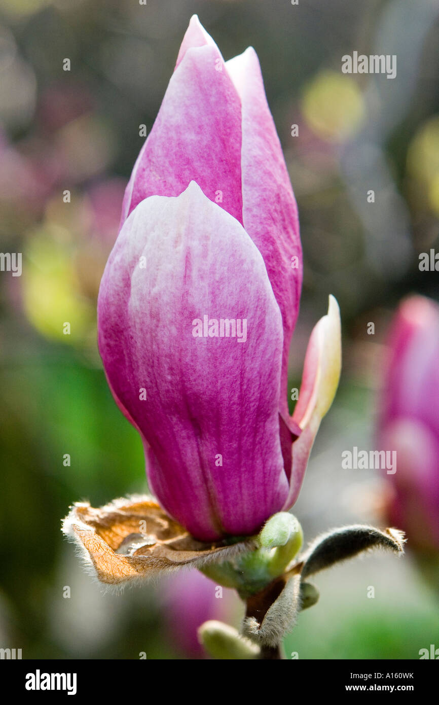 Pink Magnolia soulangiana flower bud Stock Photo - Alamy