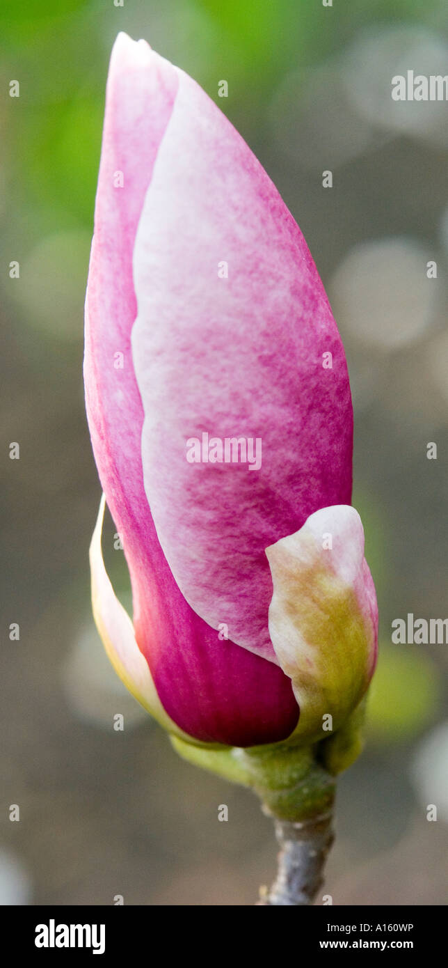 Pink Magnolia soulangiana flower bud Stock Photo - Alamy