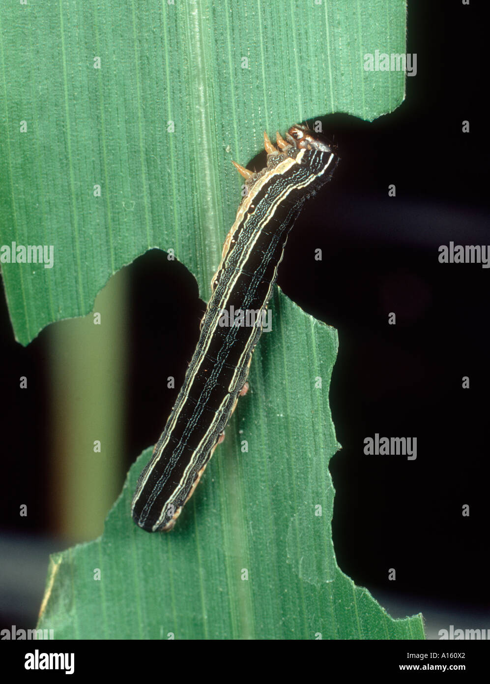 African armyworm Spodoptera exempta feeding on damaged maize leaf Stock Photo