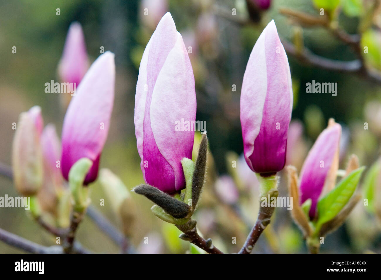 Pink Magnolia soulangiana buds Stock Photo - Alamy