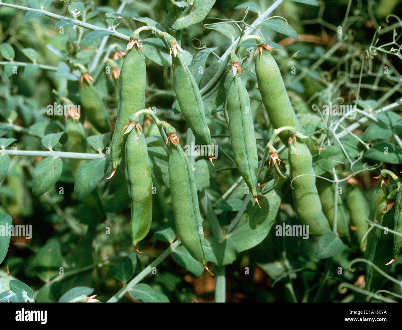Mature pea pods on the plant before harvest Stock Photo