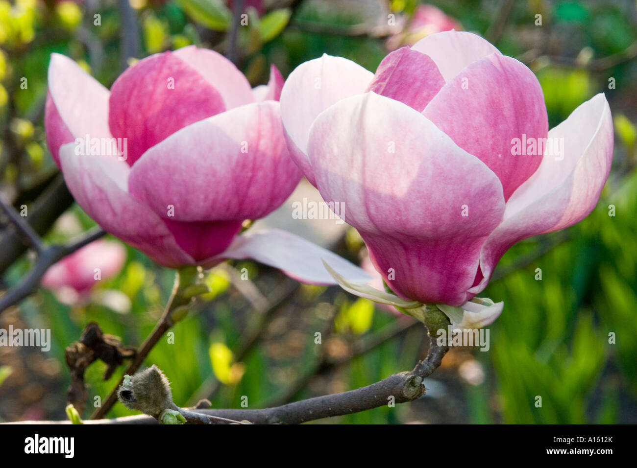 Magnolia Rosa Pink Magnolia soulangiana flowers close up Stock Photo - Alamy
