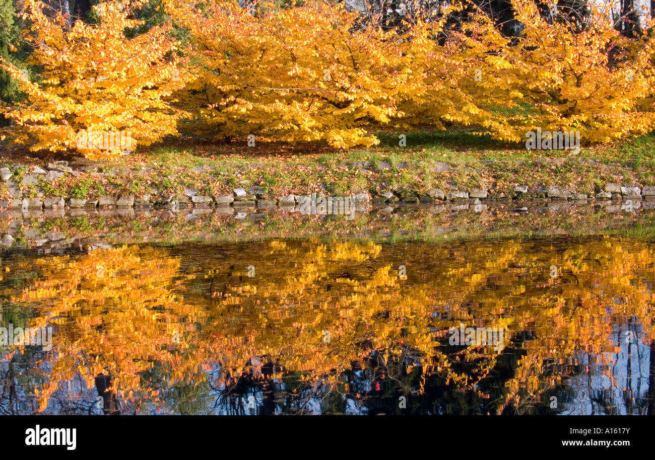 Young beech trees turning yellow in autumn Fagus sylvatica Stock Photo ...
