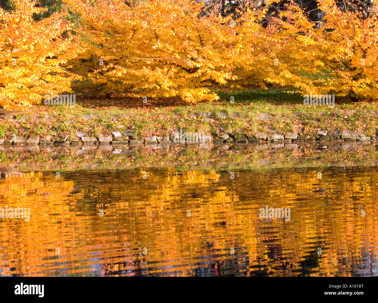 Young beech trees turning yellow in autumn Fagus sylvatica Stock Photo ...