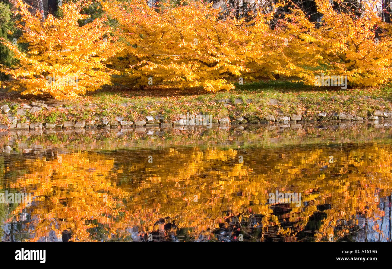 Young beech trees turning yellow in autumn Fagus sylvatica Stock Photo ...
