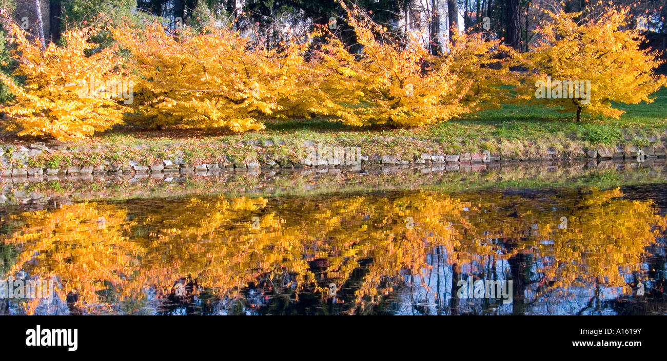 Young beech trees turning yellow in autumn Fagus sylvatica Stock Photo ...