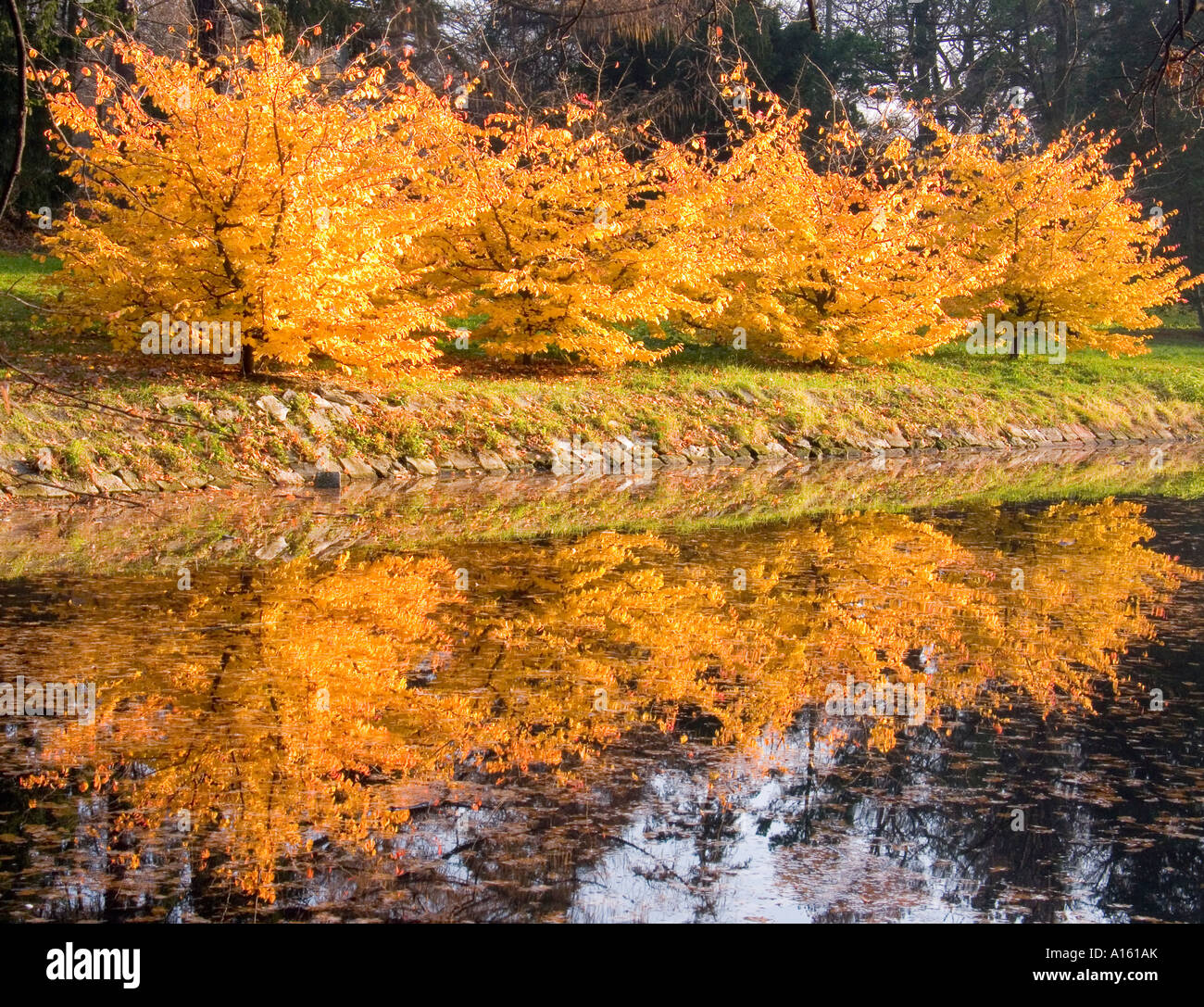 Young beech trees turning yellow in autumn Fagus sylvatica Stock Photo ...