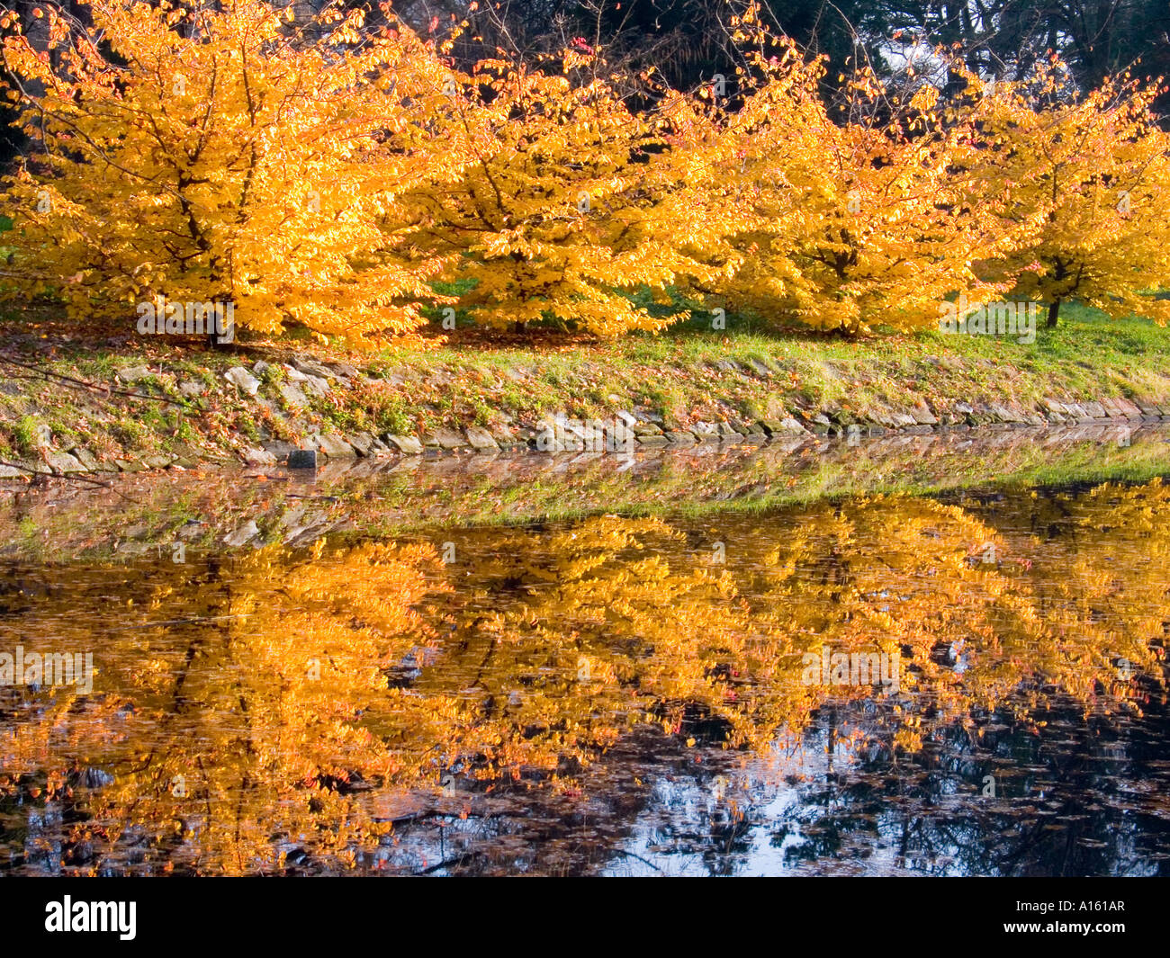 Young beech trees turning yellow in autumn Fagus sylvatica Stock Photo ...