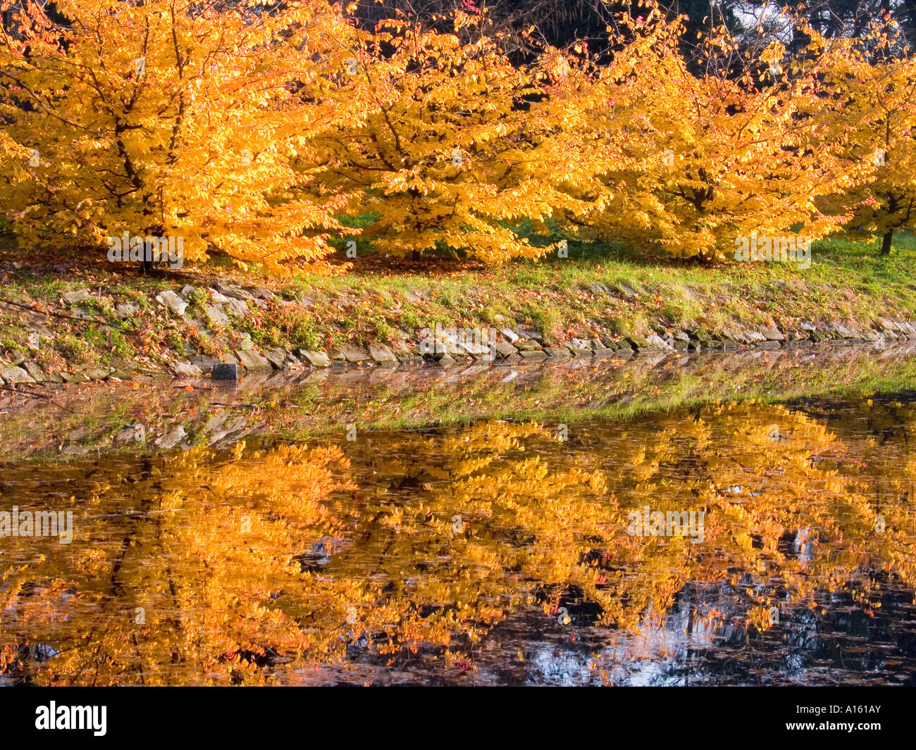 Young beech trees turning yellow in autumn Fagus sylvatica Stock Photo ...