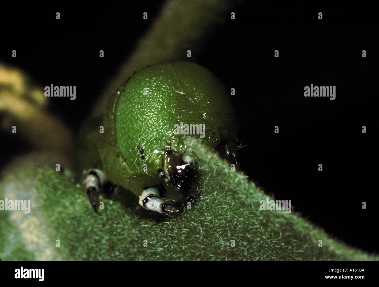 CLOSE UP insect tomato horn worm Stock Photo - Alamy