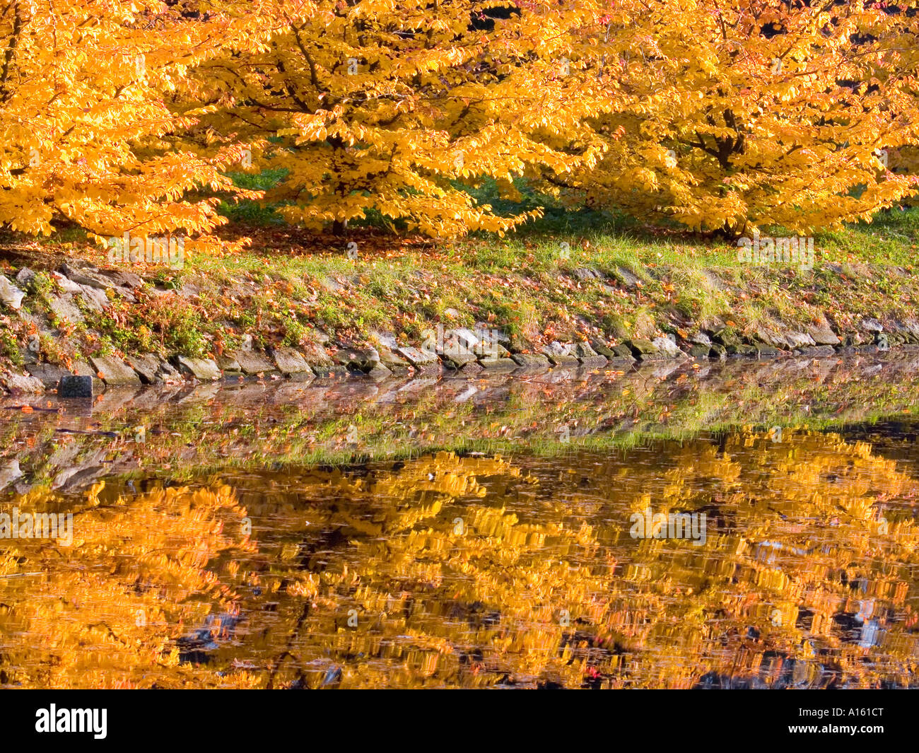 Young beech trees turning yellow in autumn Fagus sylvatica Stock Photo ...