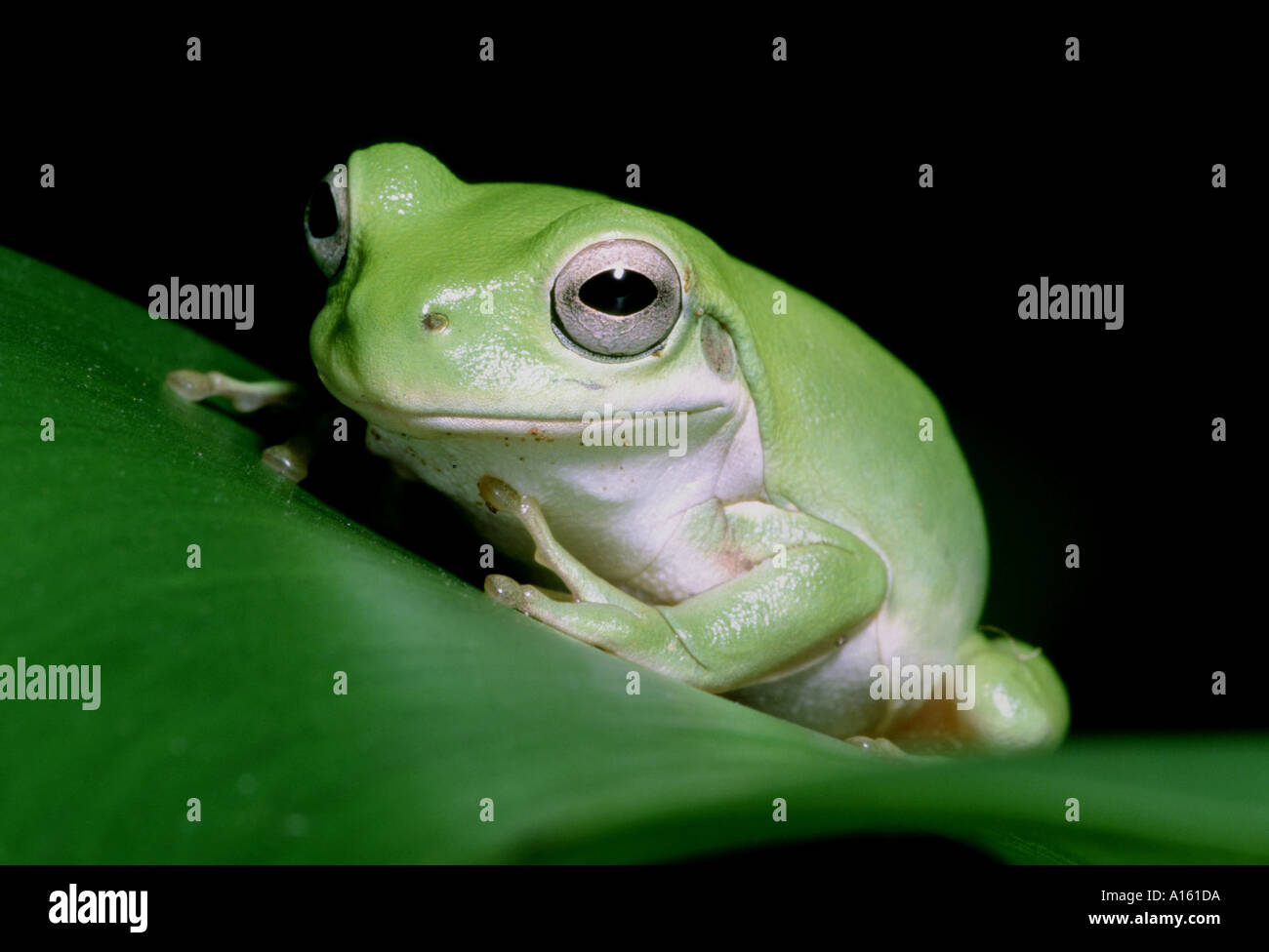 AMPHIBIAN FROG TREE WHITE S LITORIA CAERULEA AUSTRALIA Stock Photo - Alamy