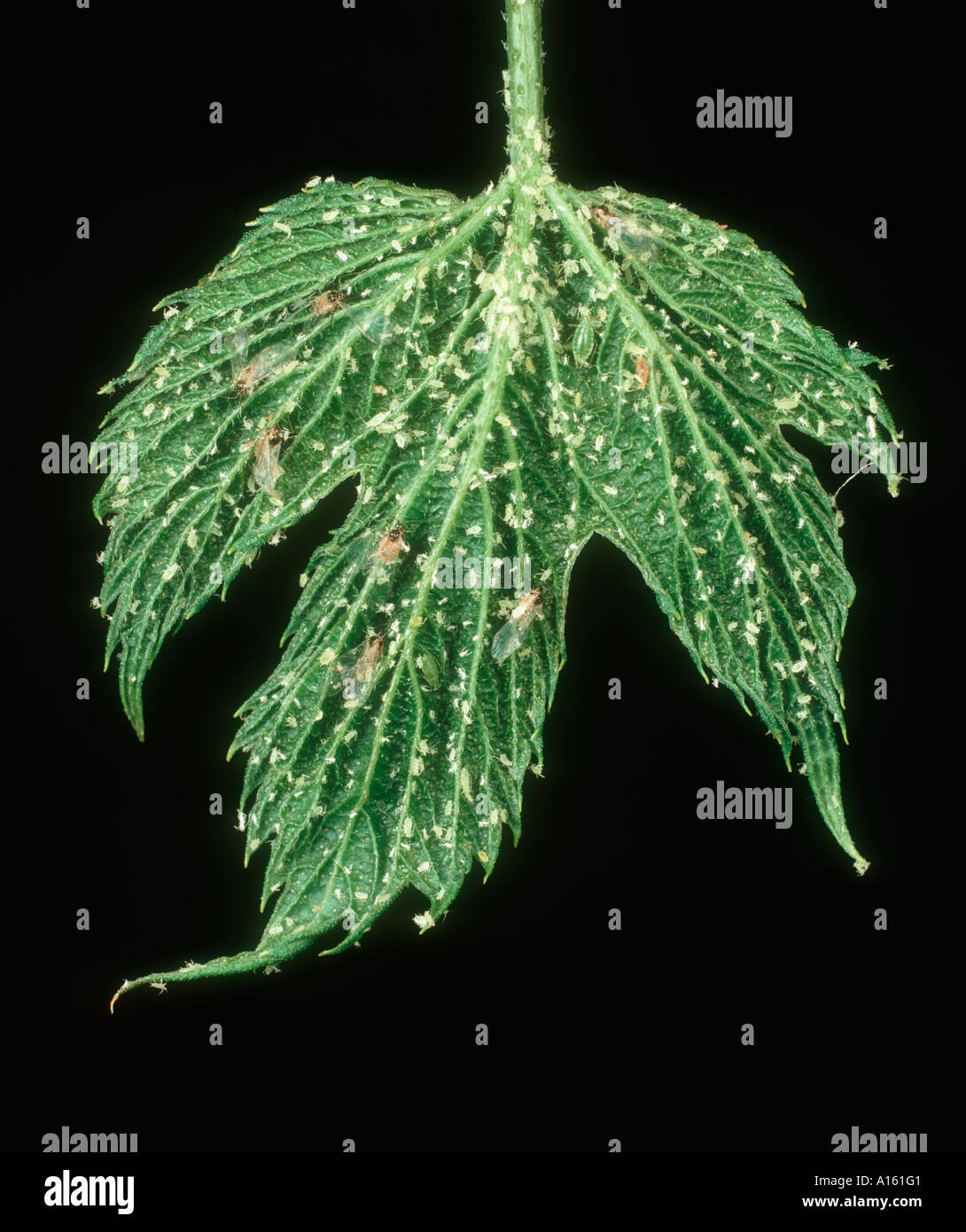 Damson hop aphid Phorodon humuli infestation on a hop leaf Stock Photo
