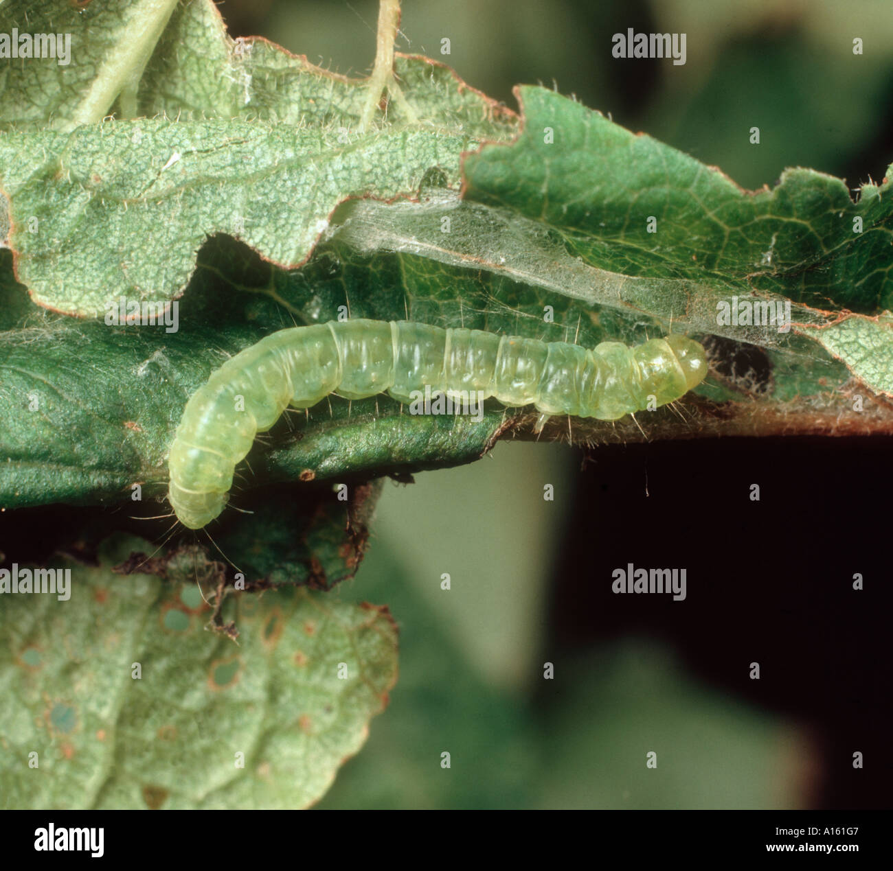 Summer fruit tortrix Adoxophyes orana caterpillar in rolled up plum leaf Stock Photo