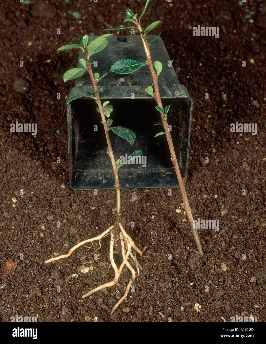Root Cuttings Stock Photos & Root Cuttings Stock Images Alamy