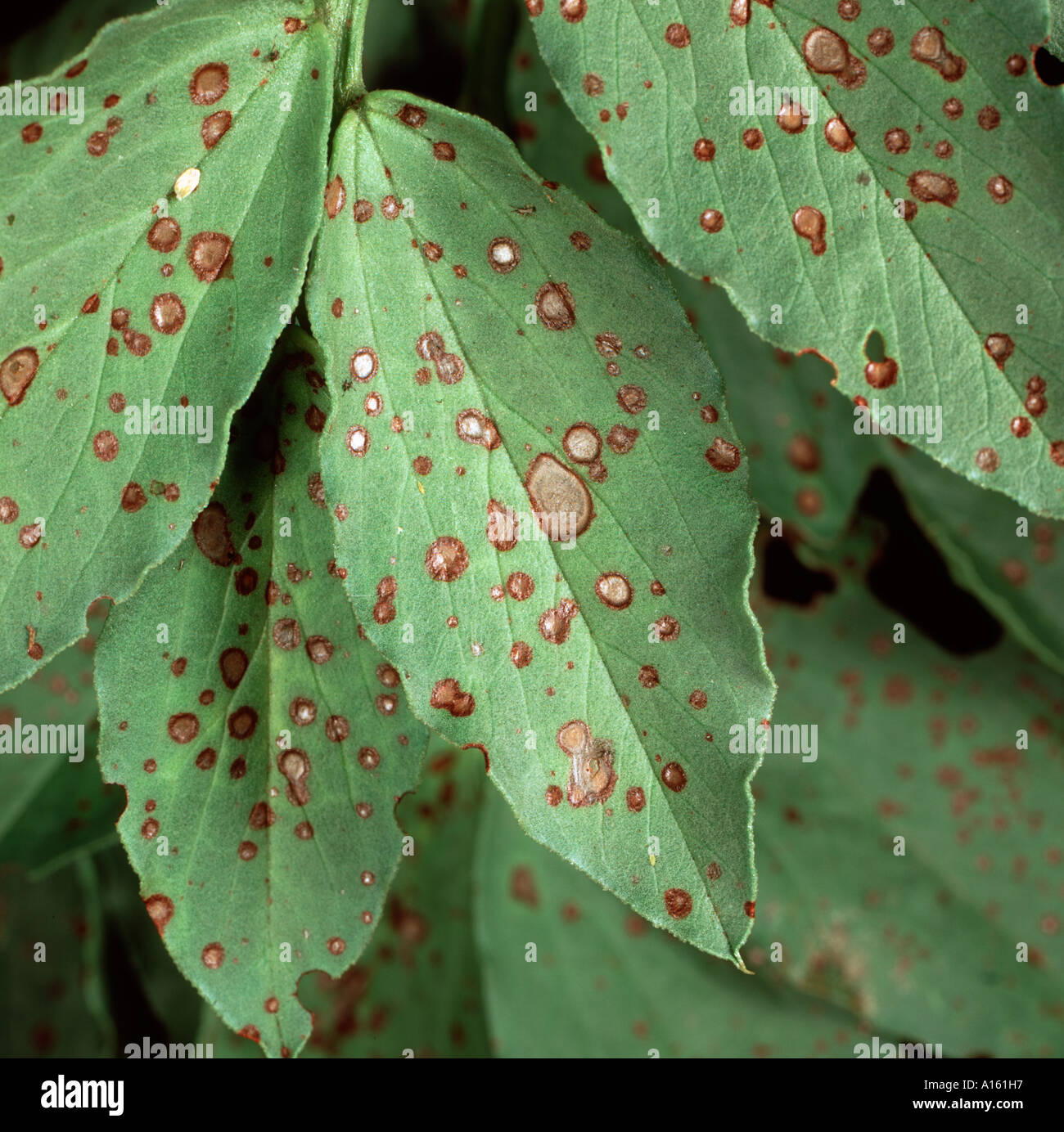Chocolate spot Botrytis fabae lesions on field broad bean leaf Stock Photo
