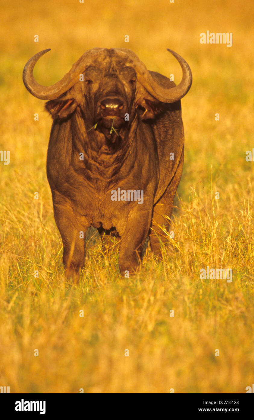 Bull buffalo are one of the most dangerous of all animals in Africa Stock Photo - Alamy Bull buffalo are one of the most dangerous of all animals in Africa Stock Photo - Alamy