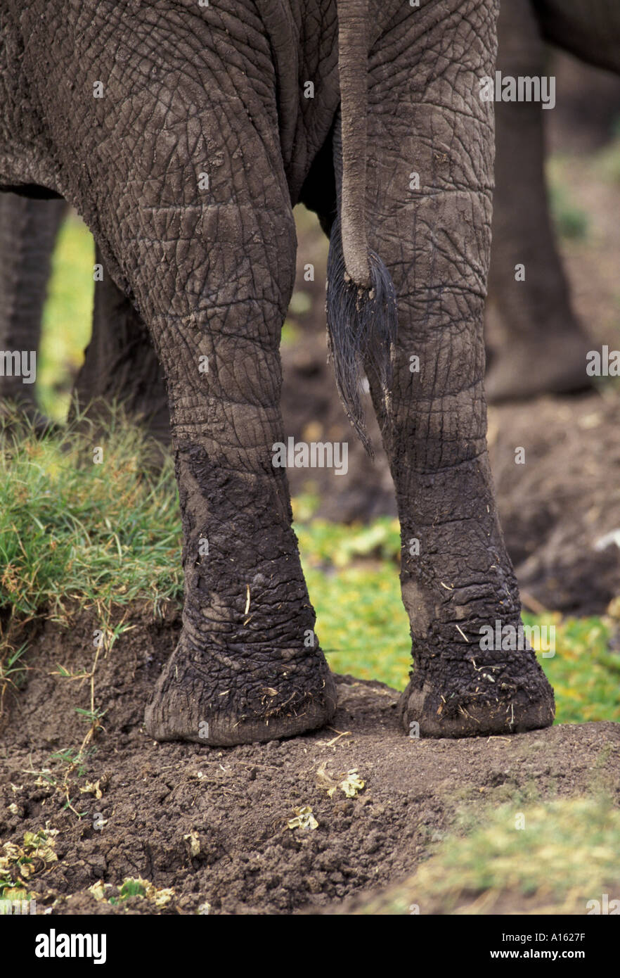 mammal african elephant detail Loxodonta africana Masai Mara Game Reserve East Africa Stock Photo